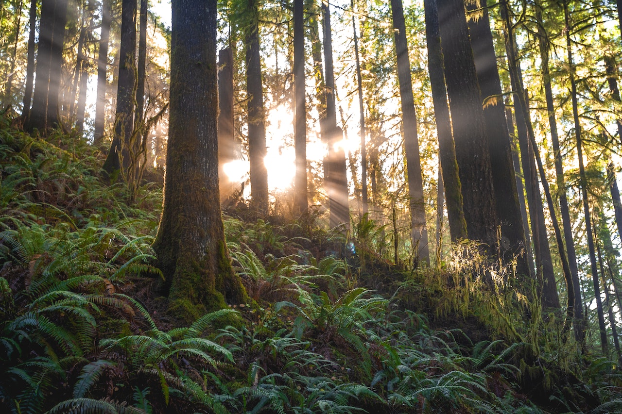 Panoramafoto von Wald mit Sonnenlicht