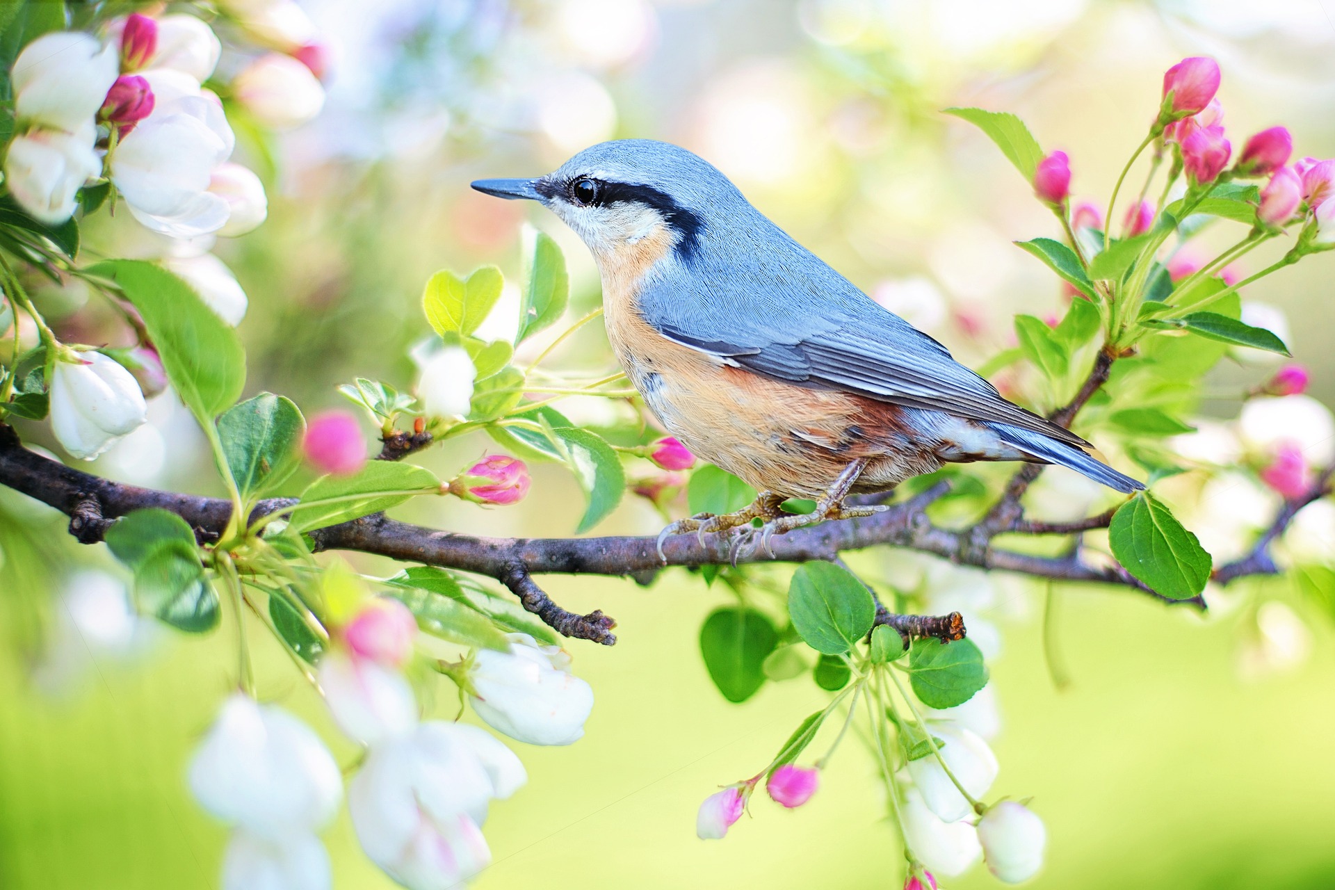 Kleiner grauer Vogel sitzt auf einem Ast, an dem Blüten blühen