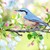 Kleiner grauer Vogel sitzt auf einem Ast, an dem Blüten blühen